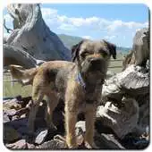 Free play online Border Terrier Wallpaper APK