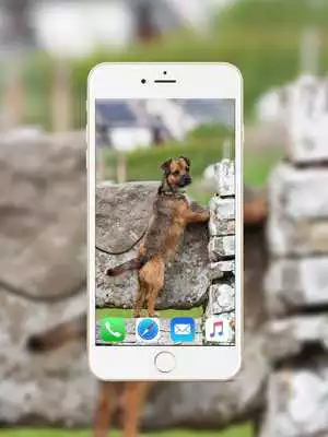 Play Border Terrier Wallpaper