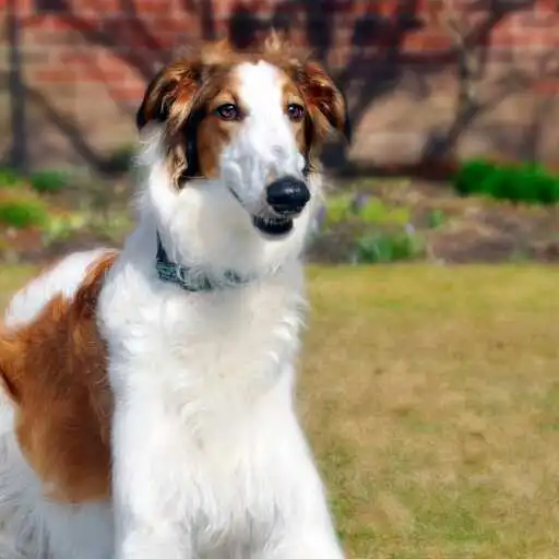 Play Borzoi Wallpaper APK