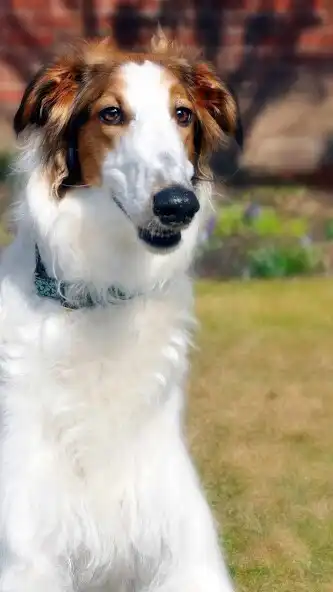 Play Borzoi Wallpaper and enjoy Borzoi Wallpaper with UptoPlay Play Borzoi Wallpaper and enjoy Borzoi Wallpaper with UptoPlay
