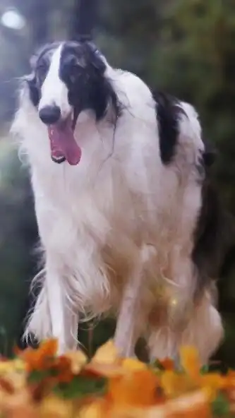 Play Borzoi Wallpaper as an online game online Borzoi Wallpaper with UptoPlay Play Borzoi Wallpaper as an online game Borzoi Wallpaper with UptoPlay