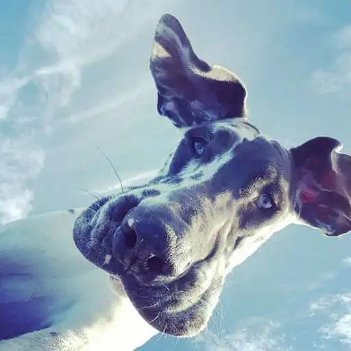 Play Bossier Animal Hospital APK