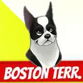 Free play online Boston Terrier APK Free play online Boston Terrier APK