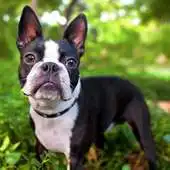 Free play online Boston Terriers Wallpapers APK