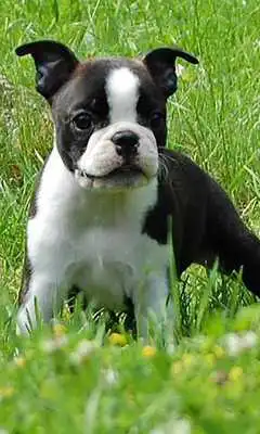 Play Boston Terriers Wallpapers