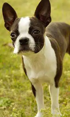 Play Boston Terriers Wallpapers