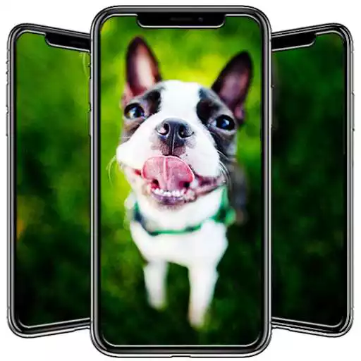 Free play online Boston Terrier Wallpaper APK Free play online Boston Terrier Wallpaper APK