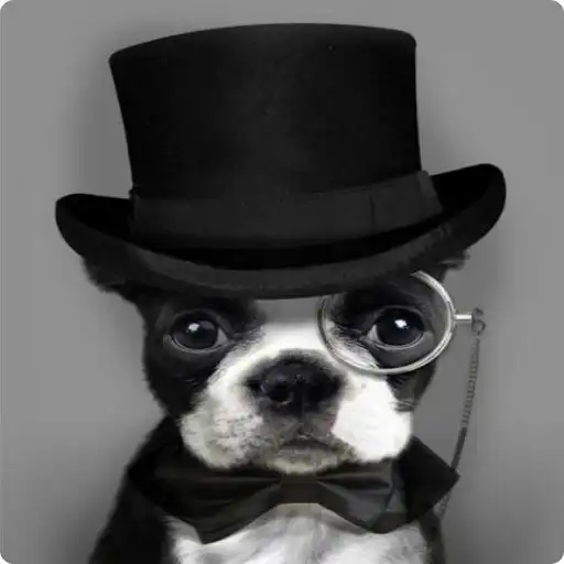 Play Boston Terrier Wallpaper APK Play Boston Terrier Wallpaper APK