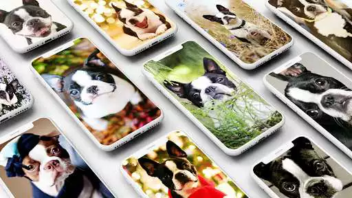 Play Boston Terrier Wallpaper