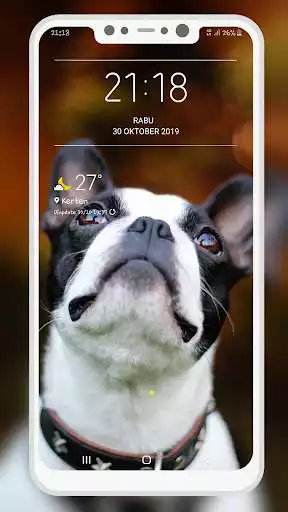 Play Boston Terrier Wallpaper