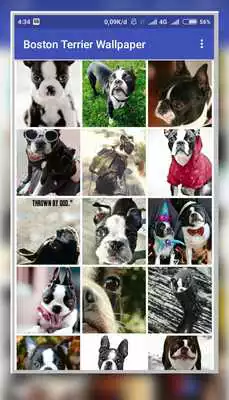 Play Boston Terrier Wallpaper