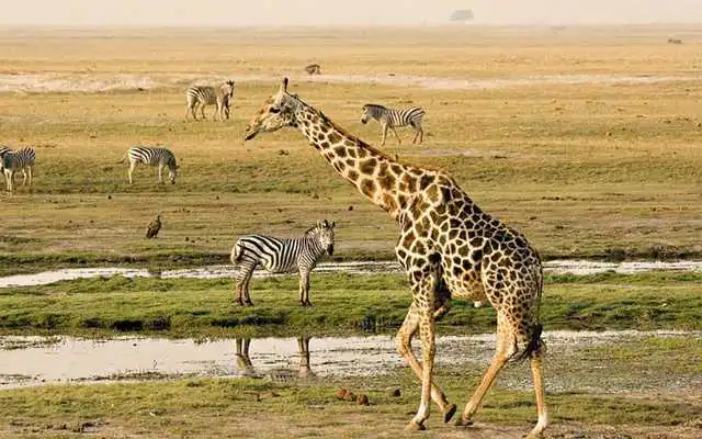 Play Botswana Hotels
