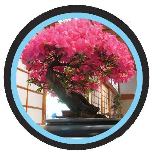 Play Bougenville Flower Bonsai Design APK Play Bougenville Flower Bonsai Design APK