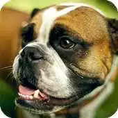 Free play online Boxer Dog Live Wallpaper APK Free play online Boxer Dog Live Wallpaper APK