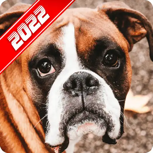 Free play online Boxer Dog Wallpaper APK