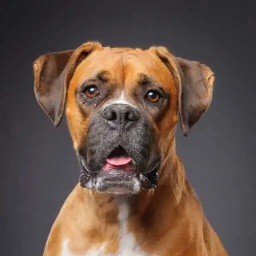 Play Boxer (dog) Wallpaper APK
