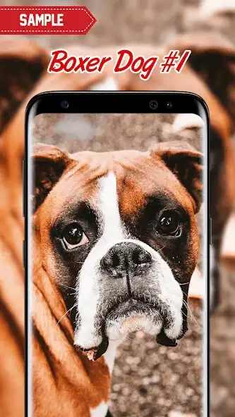 Play Boxer Dog Wallpaper