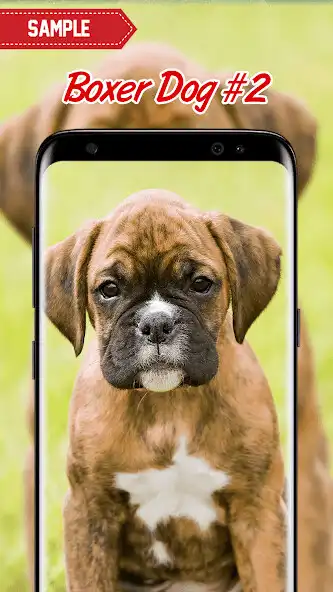Play Boxer Dog Wallpaper