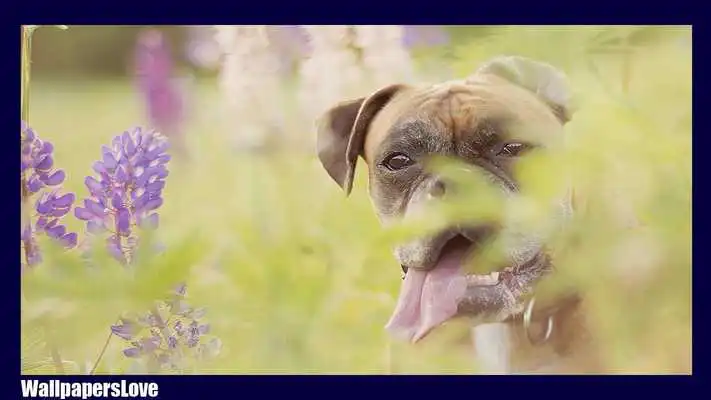 Play Boxer Dog Wallpaper