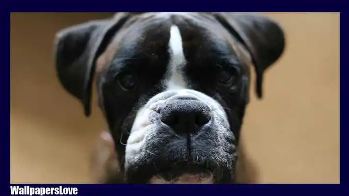Play Boxer Dog Wallpaper