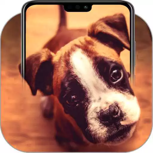 Free play online Boxer dog wallpapers APK