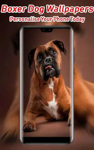 Play Boxer dog wallpapers Play Boxer dog wallpapers