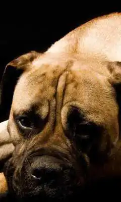 Play Boxer dog wallpapers Play Boxer dog wallpapers