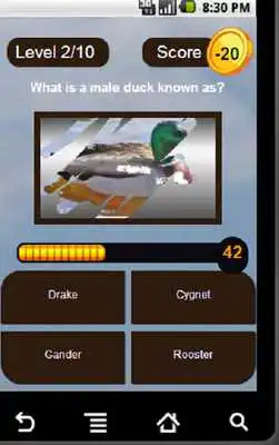 Play Brain O Drill Play Brain O Drill