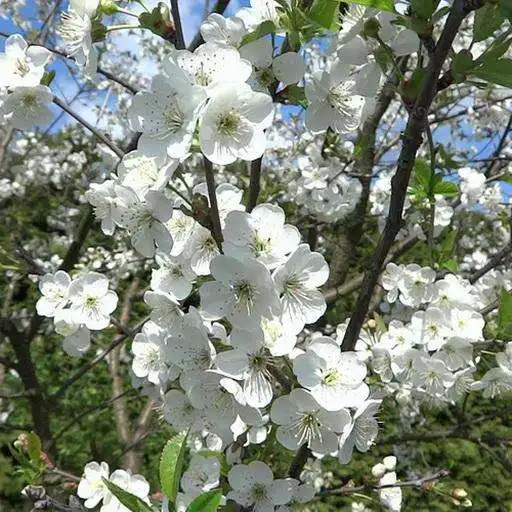 Free play online Branch of cherry wallpaper APK