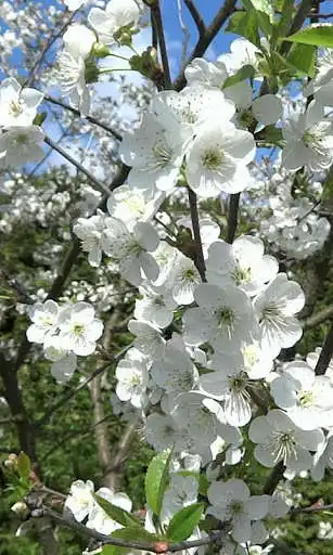 Play Branch of cherry wallpaper