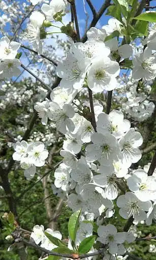 Play Branch of cherry wallpaper