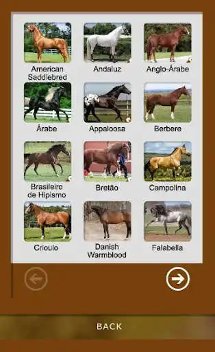 Play Breed Guide: Horses as an online game Breed Guide: Horses with UptoPlay