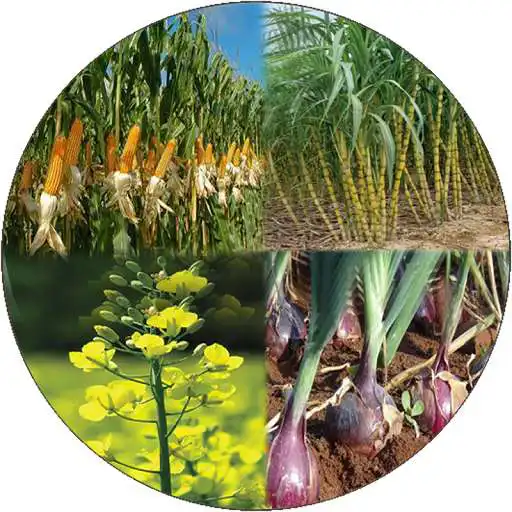 Play BRFSY Inspection Rabi APK