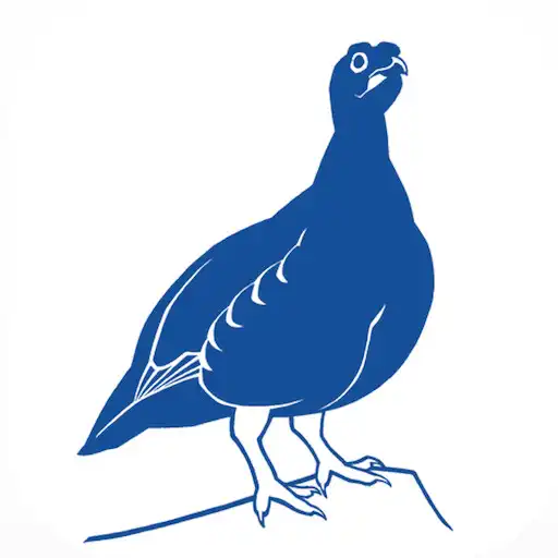 Play British Birds Online APK