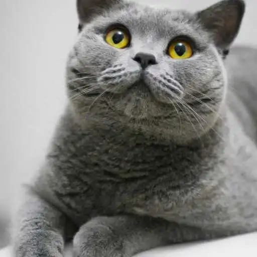 Play British Shorthair Wallpaper APK