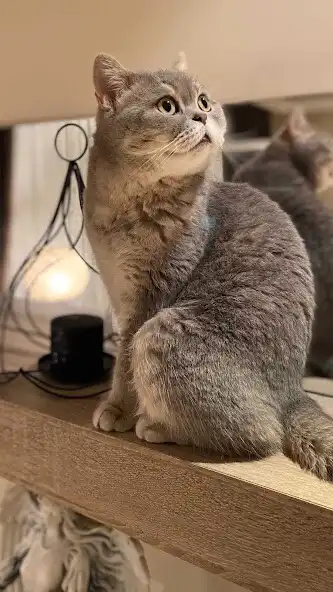 Play British Shorthair Wallpaper and enjoy British Shorthair Wallpaper with UptoPlay Play British Shorthair Wallpaper and enjoy British Shorthair Wallpaper with UptoPlay