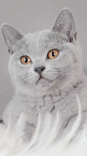 Play British Shorthair Wallpaper as an online game online British Shorthair Wallpaper with UptoPlay Play British Shorthair Wallpaper as an online game British Shorthair Wallpaper with UptoPlay