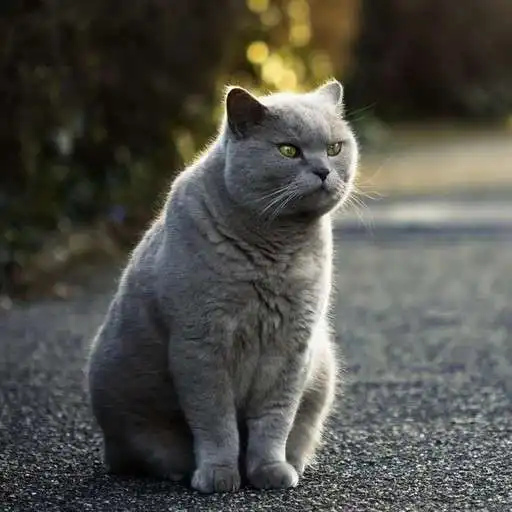 Play British Shorthair Wallpapers APK Play British Shorthair Wallpapers APK