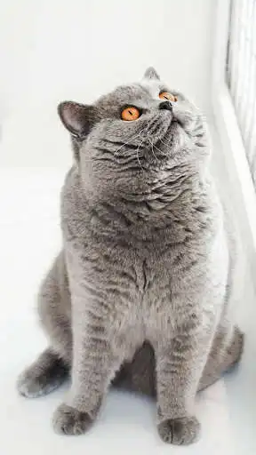Play British Shorthair Wallpapers  and enjoy British Shorthair Wallpapers with UptoPlay