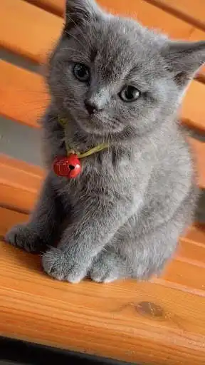 Play British Shorthair Wallpapers as an online game British Shorthair Wallpapers with UptoPlay