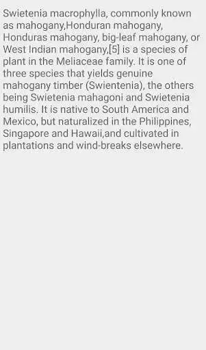 Play Broad leafed Mahogany Tree as an online game Broad leafed Mahogany Tree with UptoPlay