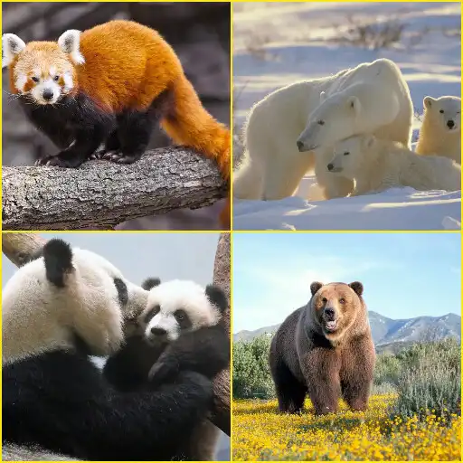 Play Brown Bear, Panda, Polar Bear, Red Panda Wallpaper APK Play Brown Bear, Panda, Polar Bear, Red Panda Wallpaper APK
