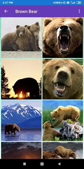 Play Brown Bear, Panda, Polar Bear, Red Panda Wallpaper  and enjoy Brown Bear, Panda, Polar Bear, Red Panda Wallpaper with UptoPlay