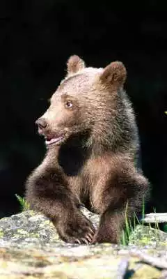 Play Brown Bear Themes