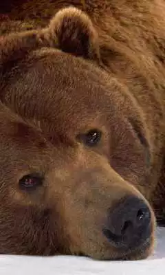 Play Brown Bear Themes