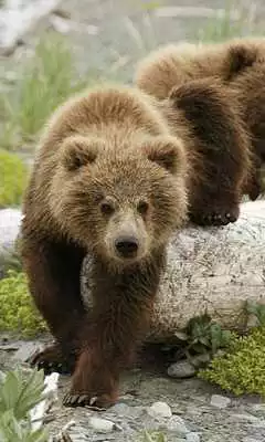 Play Brown Bear Themes