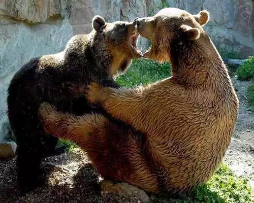 Play Brown Bear Themes