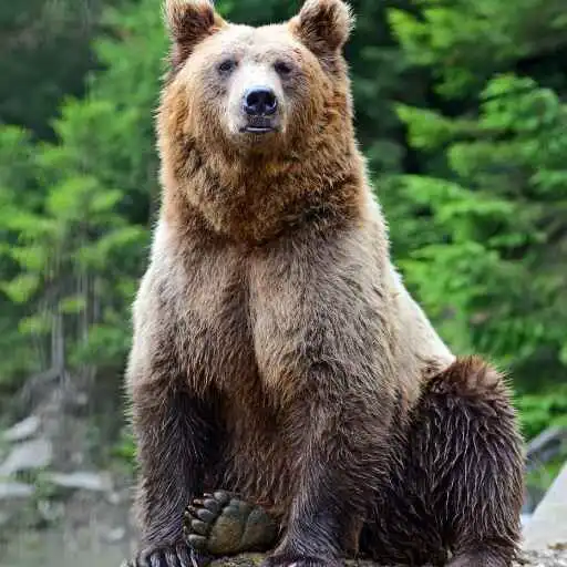 Play Brown Bear Wallpaper APK