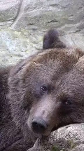 Play brown bear wallpaper - real bear wallpaper  and enjoy brown bear wallpaper - real bear wallpaper with UptoPlay