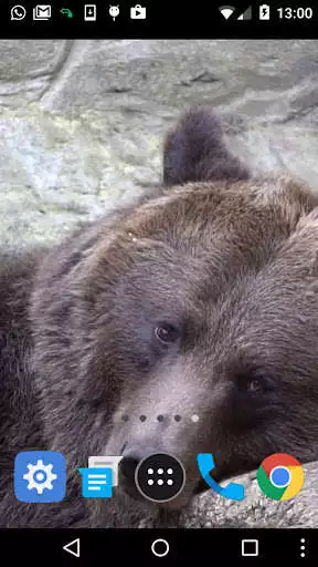 Play brown bear wallpaper - real bear wallpaper as an online game brown bear wallpaper - real bear wallpaper with UptoPlay